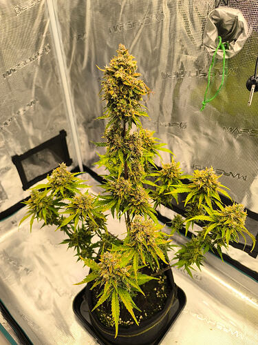 IMG_20260217_1950041