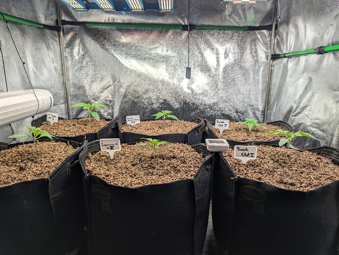 Growreport Bild 1