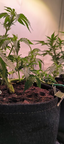 Growreport Bild 35