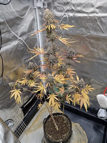 Eine einzelne Cannabis-Pflanze in einem schwarzen Topf, die sich in der Blütephase befindet. Die Pflanze hat viele Blütenstände und die Blätter sind gelb und teilweise braun, was auf das Ende der Blütephase oder Nährstoffmangel hindeutet. Sie steht in einem Grow-Zelt.