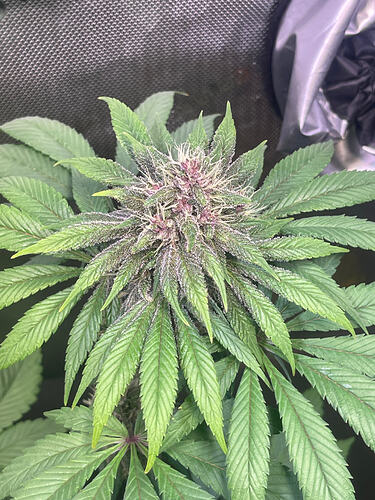 Growreport Bild 14