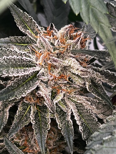 Growreport Bild 15