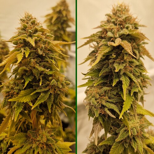 Growreport Bild 1