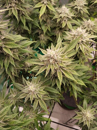 Growreport Bild 11