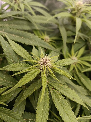 Growreport Bild 7