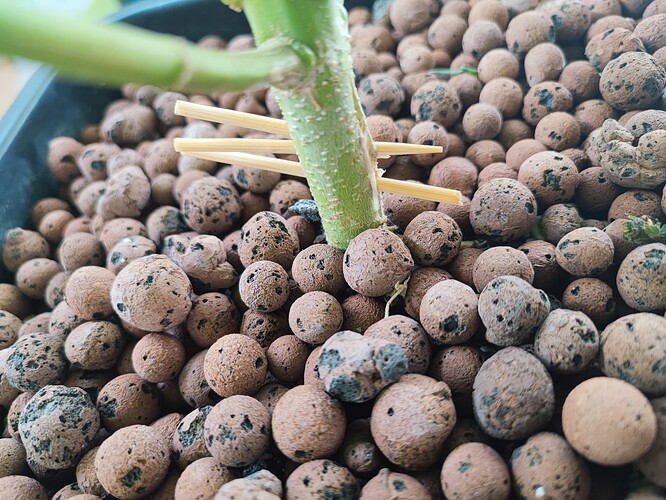 Growreport Bild 115