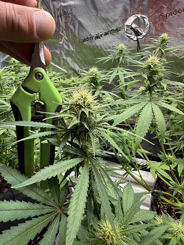 Growreport Bild 36