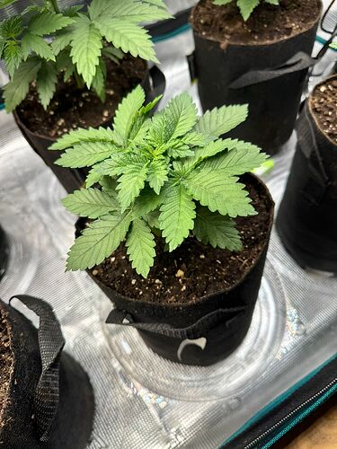 WhatsApp Image 2024-04-14 at 19.56.06