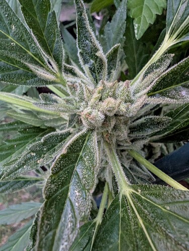 Growreport Bild 15