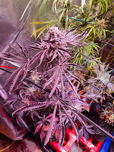 Eine blühende Cannabispflanze mit violetten Blättern und dichten Blütenständen, die von einem Netz gestützt werden.