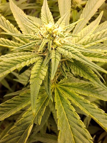 Growreport Bild 1