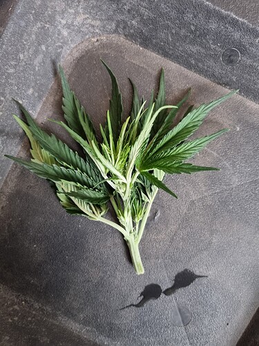 Growreport Bild 4