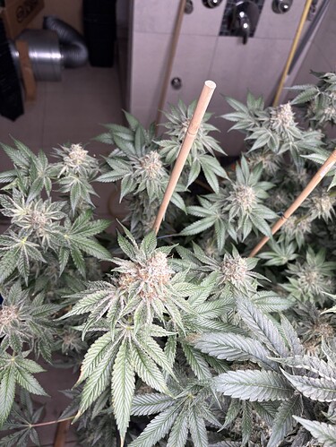 Growreport Bild 15