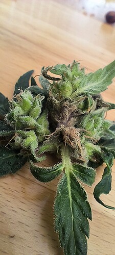 Growreport Bild 1