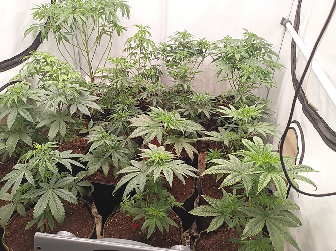 Growreport Bild 6