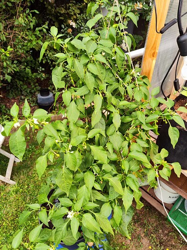 Growreport Bild 35