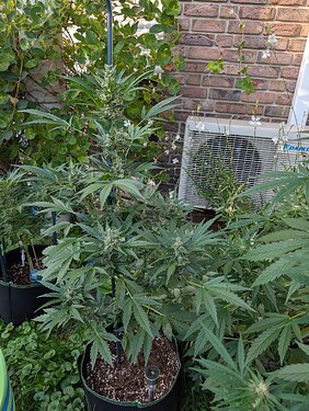 Growreport Bild 5