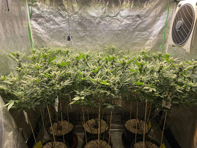 Growreport Bild 1