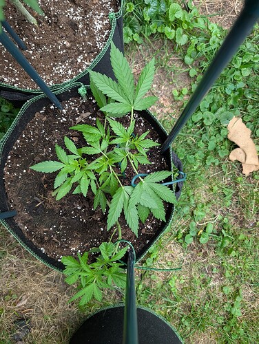 Growreport Bild 9