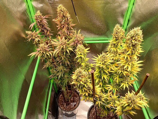 Growreport Bild 18