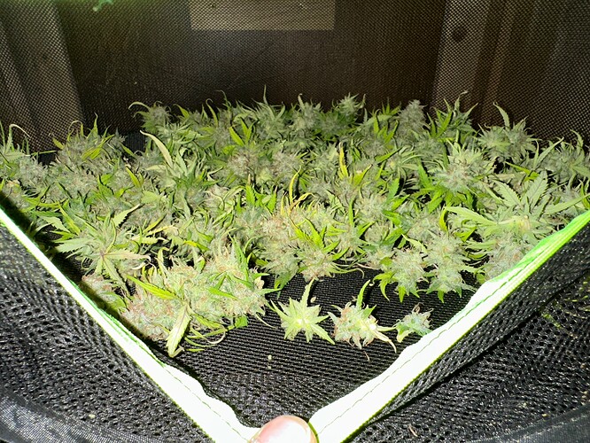 Growreport Bild 97