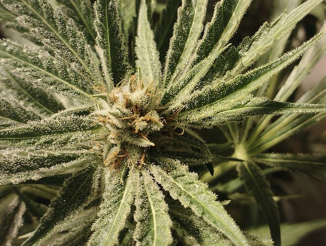 Growreport Bild 4
