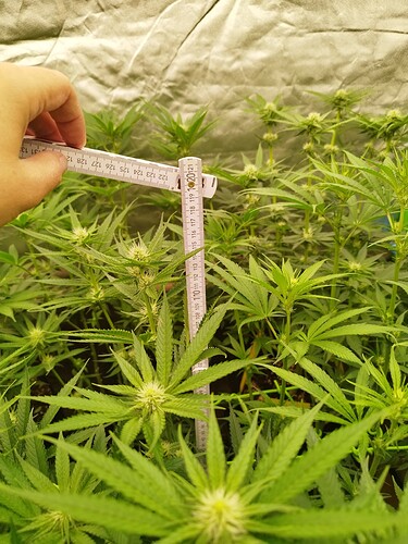 Eine Hand hält ein Maßband über mehrere junge Cannabispflanzen, die sich in der Blütephase befinden. Die Pflanzen sind etwa 10-12 cm hoch.