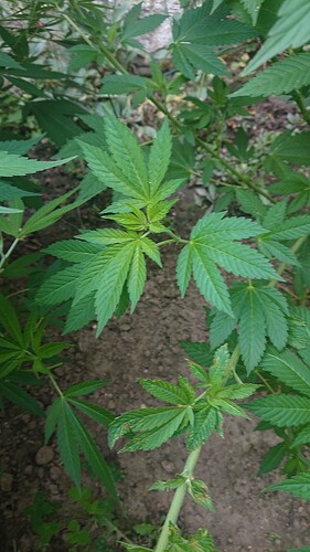 Growreport Bild 35
