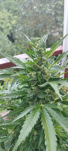 Growreport Bild 3