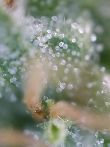 Growreport Bild 29