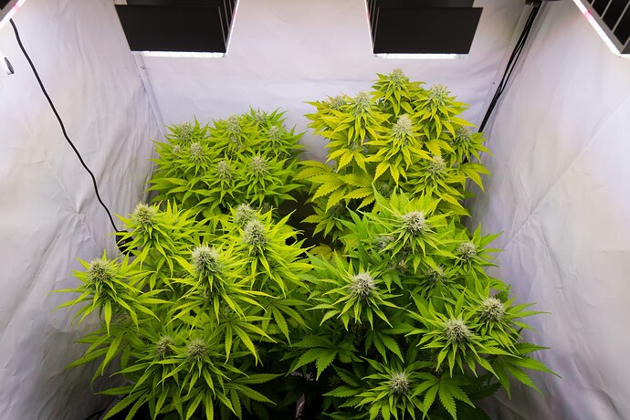 Growreport Bild 4