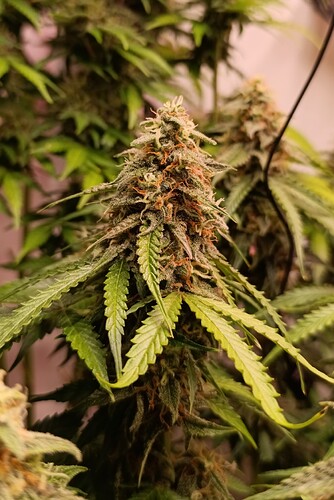 Growreport Bild 7