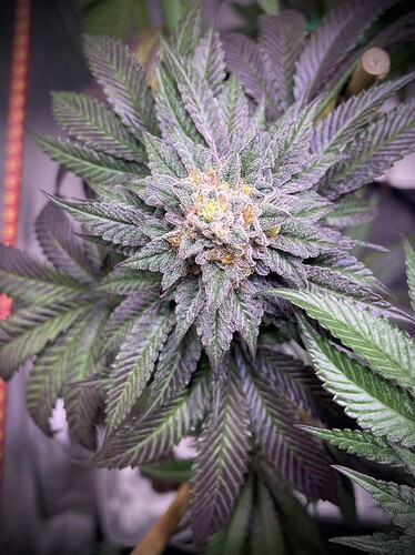 Growreport Bild 17