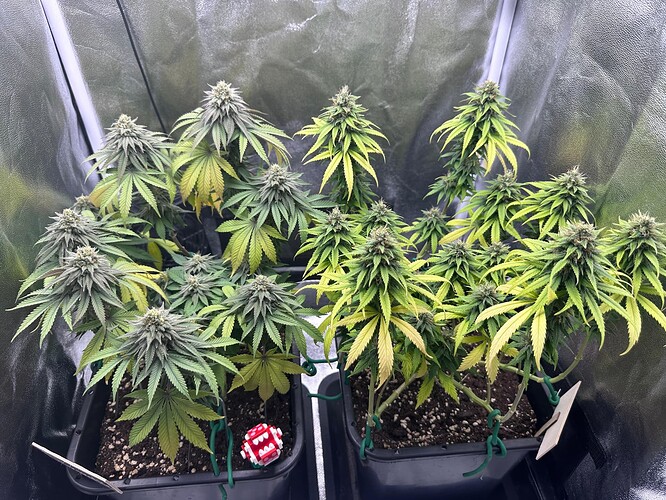 Growreport Bild 17