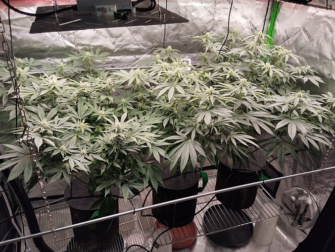 Growreport Bild 5