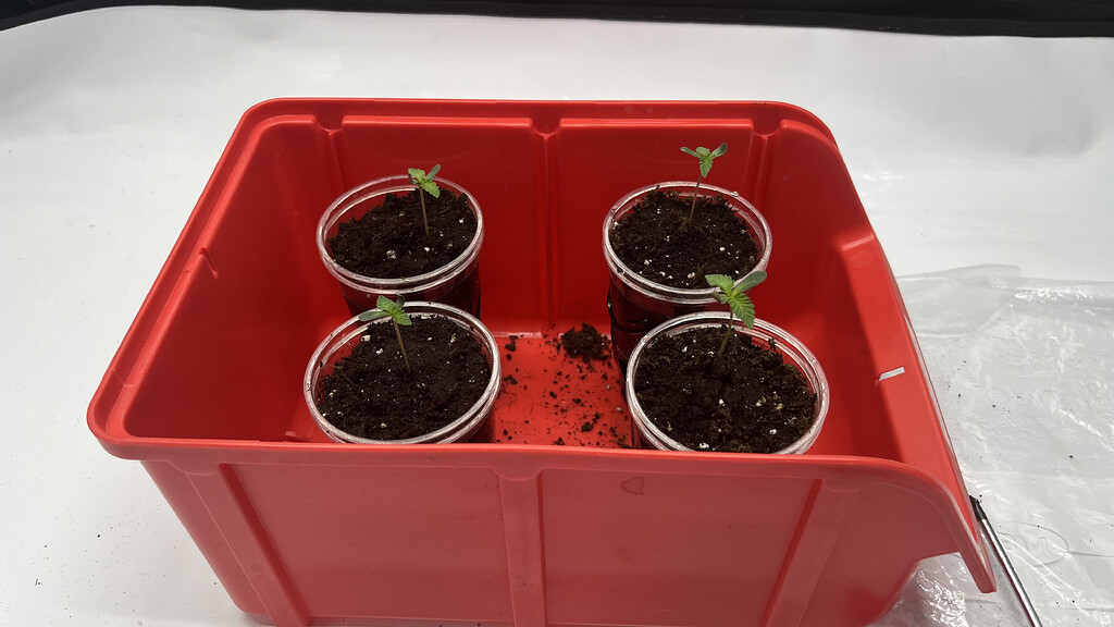 Das Ende der Sommerpause naht 😏 Grow 3 – DNA Kush-Familie vs. Banana Dance & Super Lemon Skunk