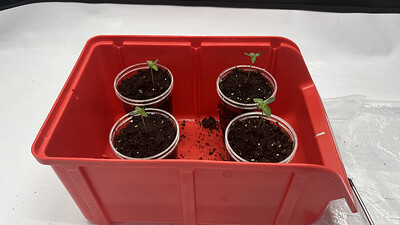 Das Ende der Sommerpause naht 😏 Grow 3 – DNA Kush-Familie vs. Banana Dance & Super Lemon Skunk