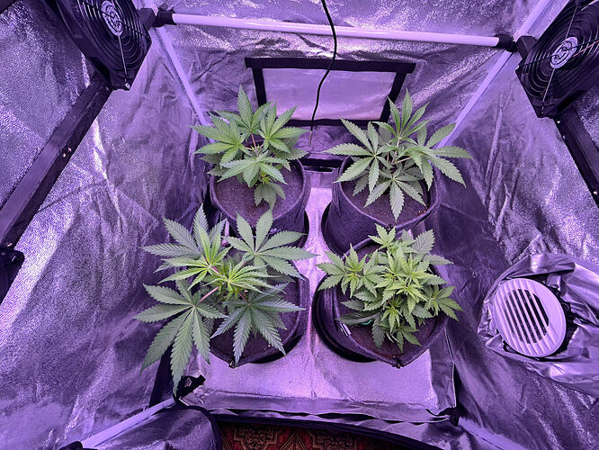 Vier junge Cannabispflanzen in Stofftöpfen in einem Growzelt mit reflektierenden Wänden und Ventilatoren.