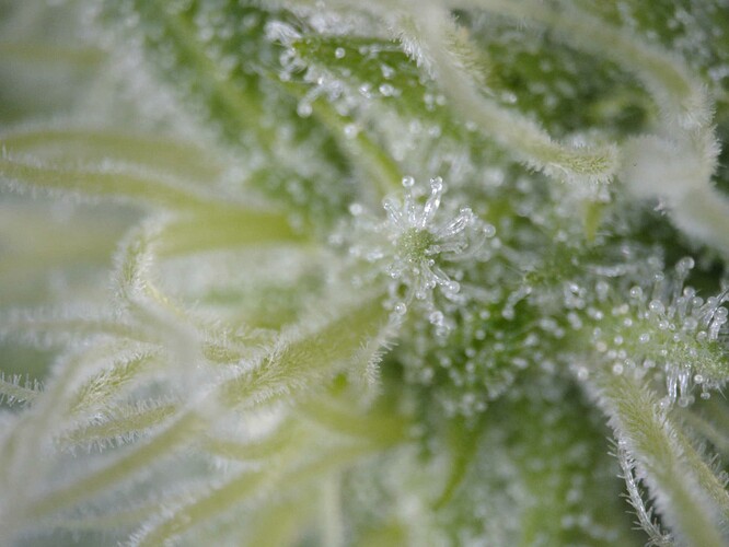 trichome05-20250601