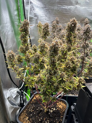 Growreport Bild 4