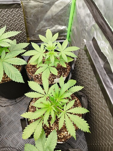 Drei junge Cannabispflanzen in Töpfen, die in einer Growbox wachsen. Die Pflanzen zeigen deutliche Blattentwicklung und befinden sich im Wuchsstadium.