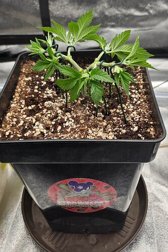 Growreport Bild 36