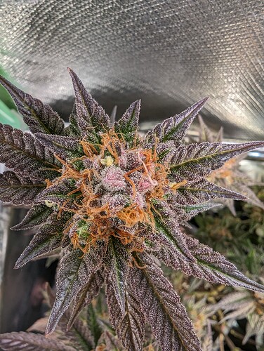 Growreport Bild 11