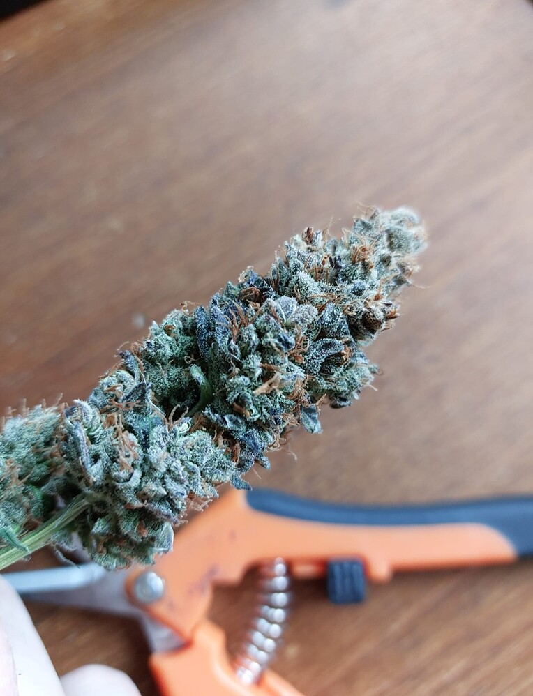 Full House Zamnesia Indoor Grow / 3x Runtz / 3x GG#4
