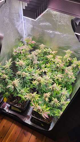 Growreport Bild 17