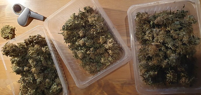 Walter White Gedächtnis Grow - Stern der Atzetheken Projekt - Wasse bitte gehte Beaumont?