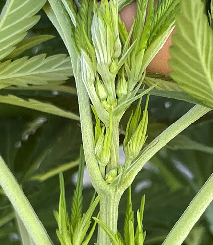 Growreport Bild 34