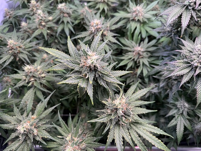 Growreport Bild 5