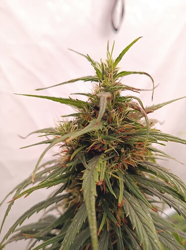Growreport Bild 29
