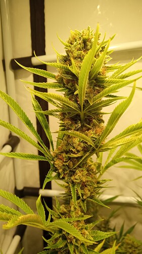 Growreport Bild 4